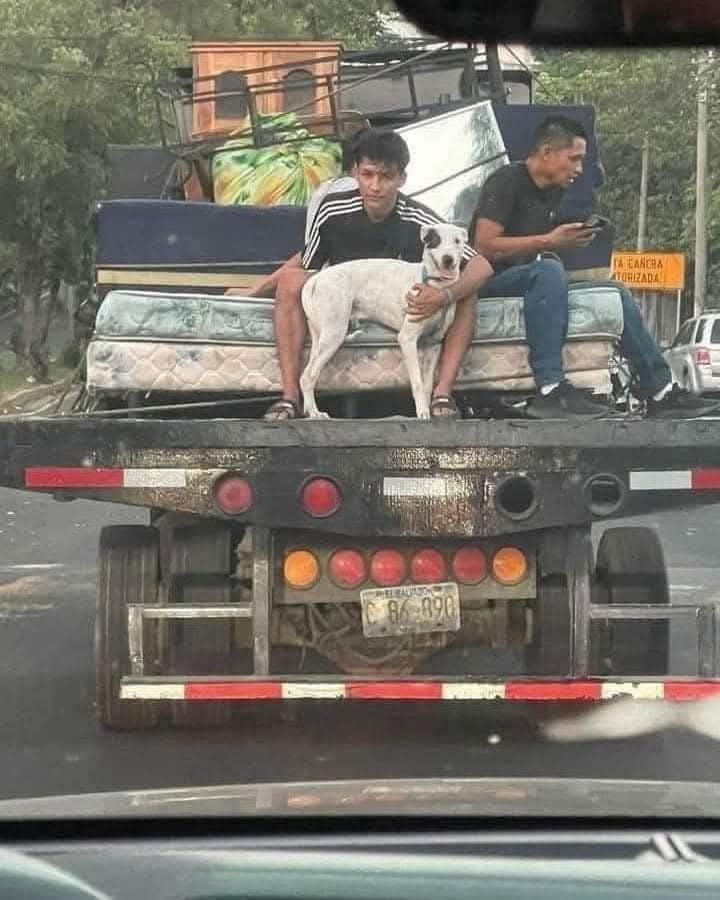 GRamirezF_D12's tweet image. Recuerda esta foto antes de decir "no puedo tenerlo", cuando quieras abandonar al miembro más fiel de la familia con cualquier excusa.
¡Familia es familia!
No se abandona ni se deja atrás a nadie de la familia.
Y ellos lo Son.!. 🐾🎗️💞