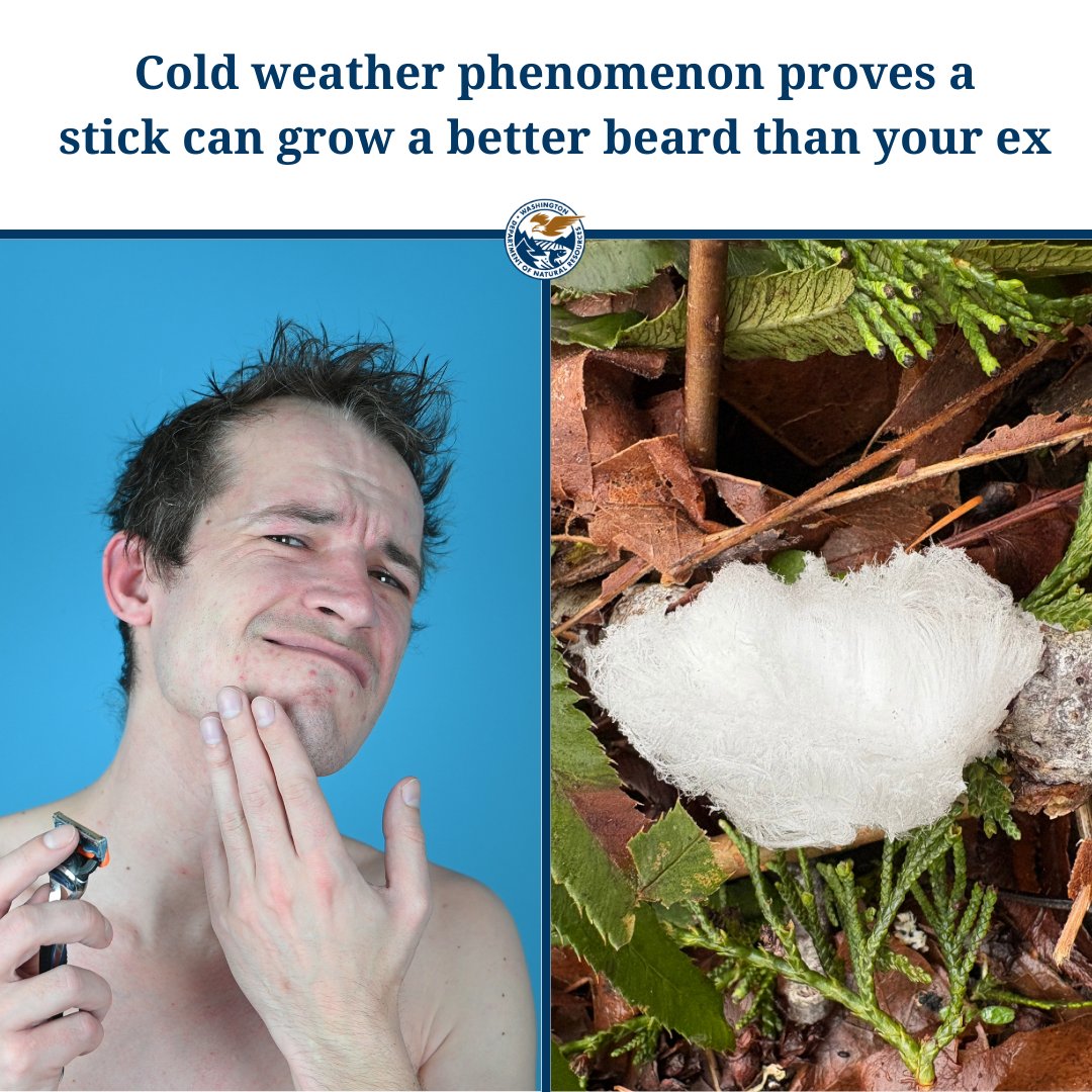 Washington State Dept. of Natural Resources tweet media