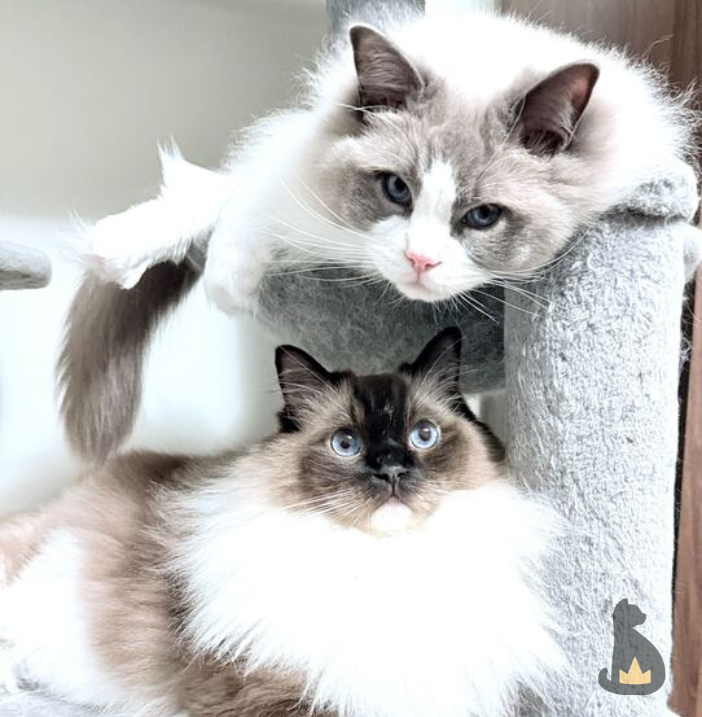 PreciousFur's tweet photo. Because your cats run the house — and deserve the best — we show up with care you can trust. Our trained team brings consistent, thoughtful service and genuine respect to your home for a purr-fect visit every time.🐾 https://t.co/CMPjUdXR7z