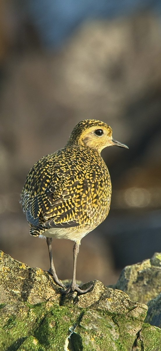 PaulHdigiman's tweet photo. Golden Plover #phonescoping #kowascoping #iphone15promax #digiscoping https://t.co/LhK3aZ3aos