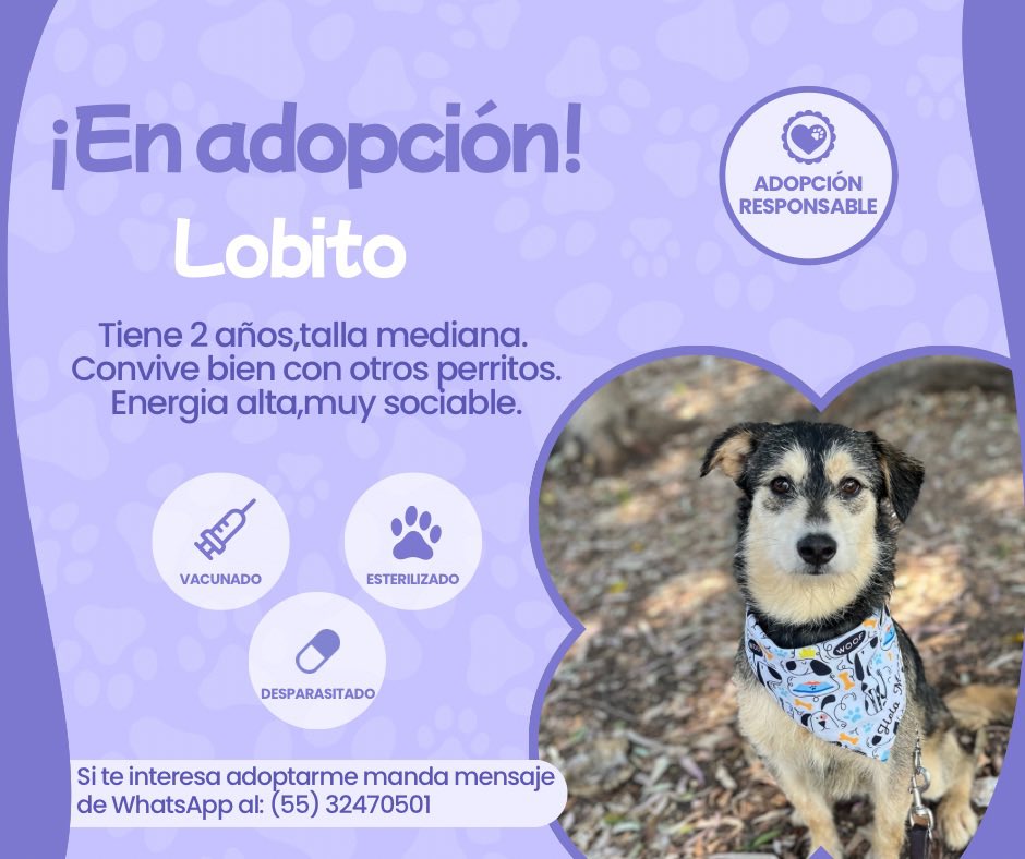 Lobito en adopción.🐺

¿Le das una oportunidad?
Estamos en CDMX.
#AdoptaNoCompres #adoptables
