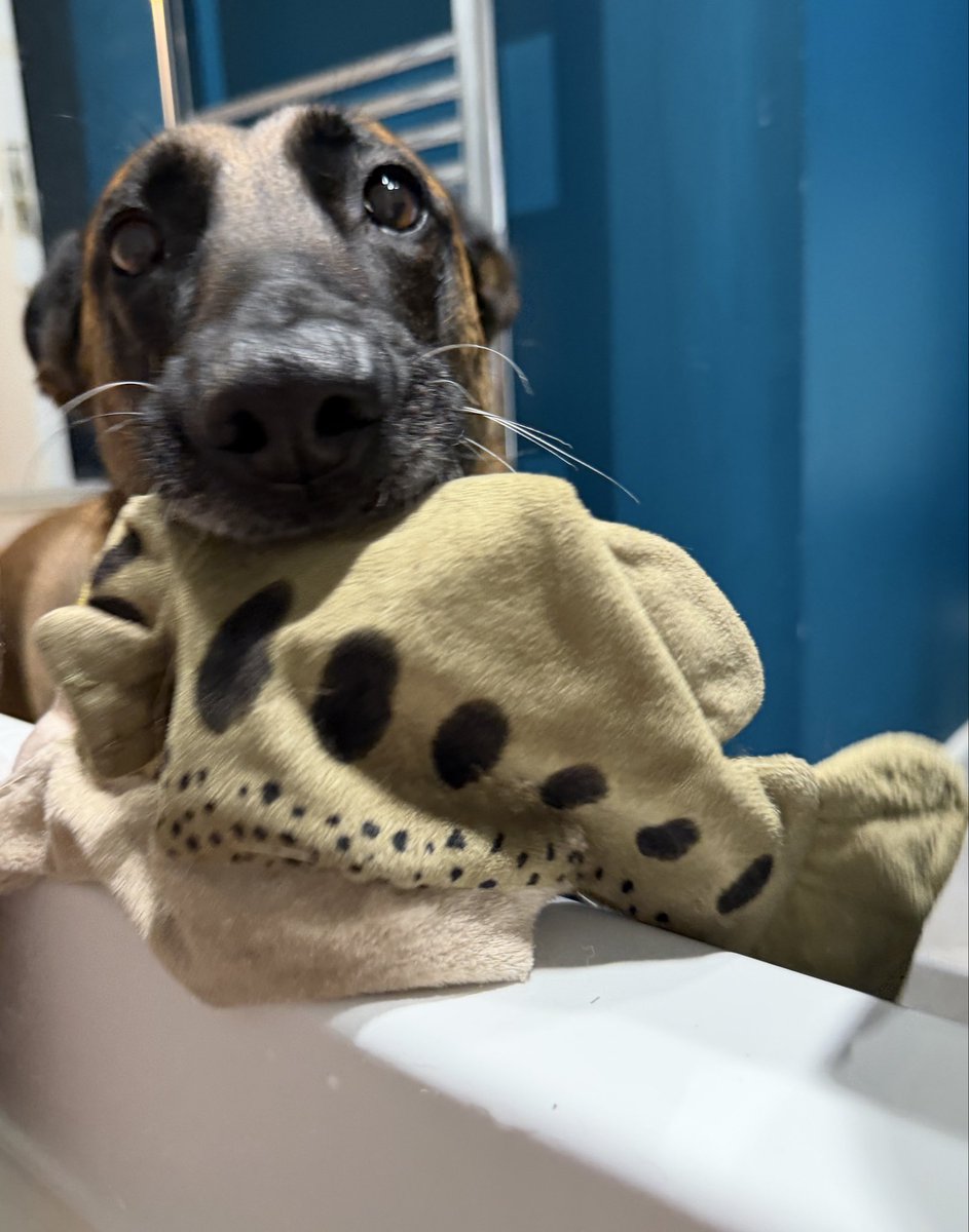 Andrew Fox tweet media