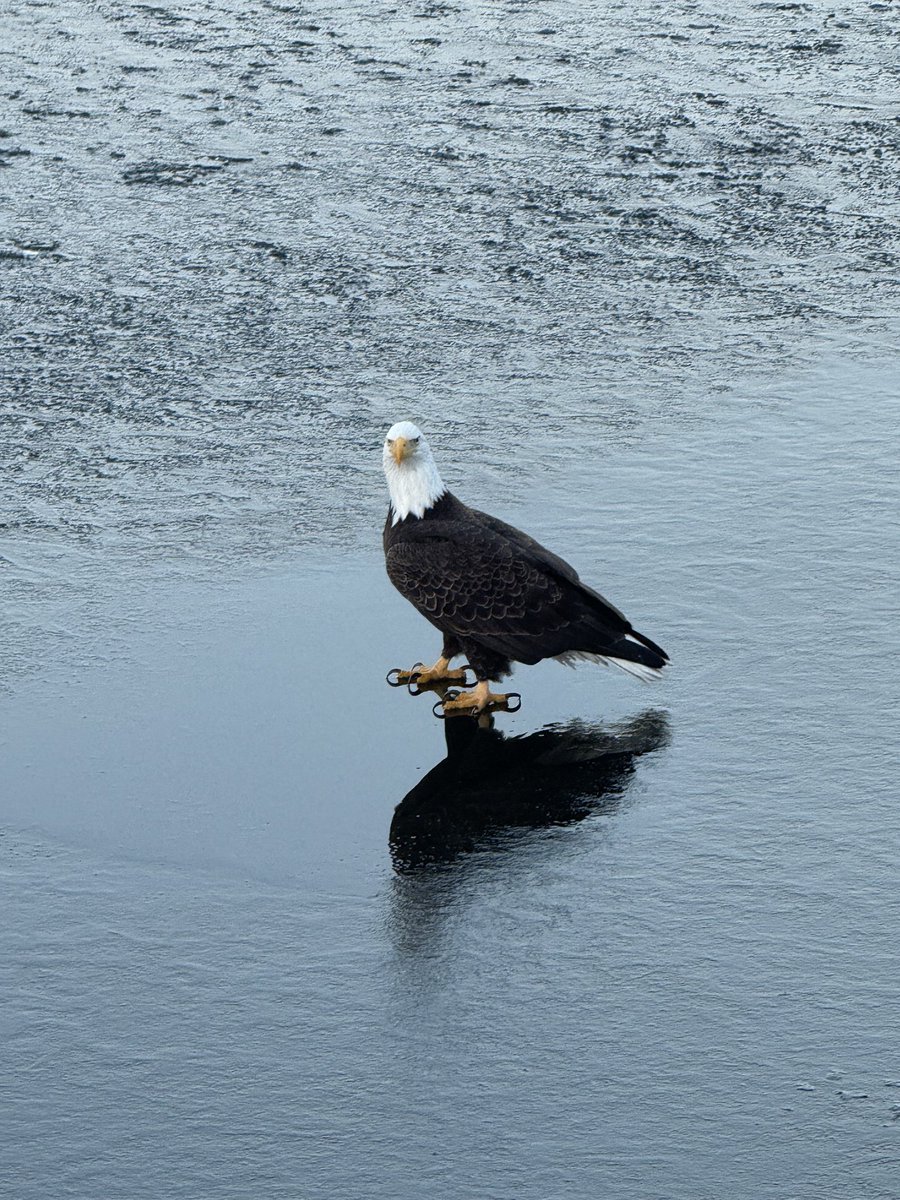 OnlyInBOS's tweet image. Happy Friday to a bald eagle chilling on a frozen Charles River.

🤍

📸: @br1tsk1