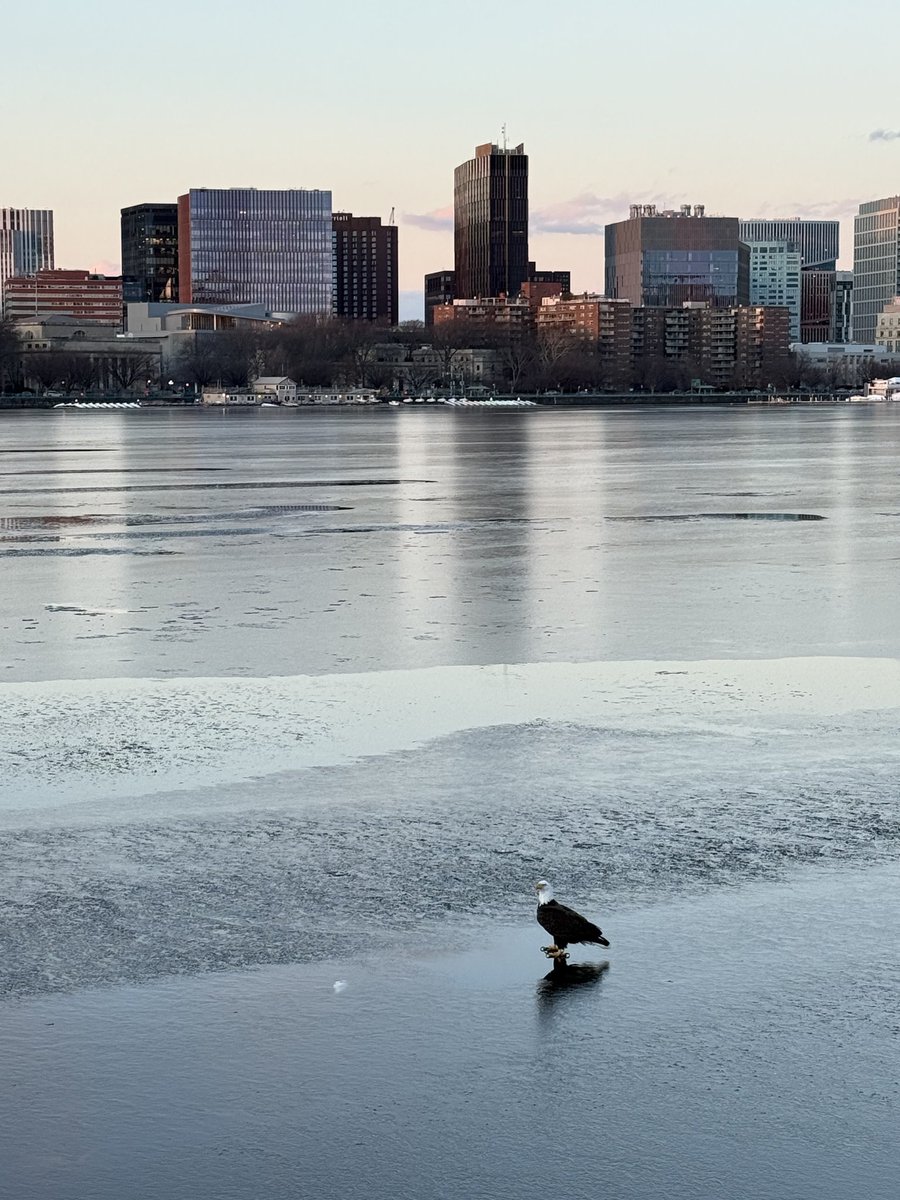 OnlyInBOS's tweet image. Happy Friday to a bald eagle chilling on a frozen Charles River.

🤍

📸: @br1tsk1