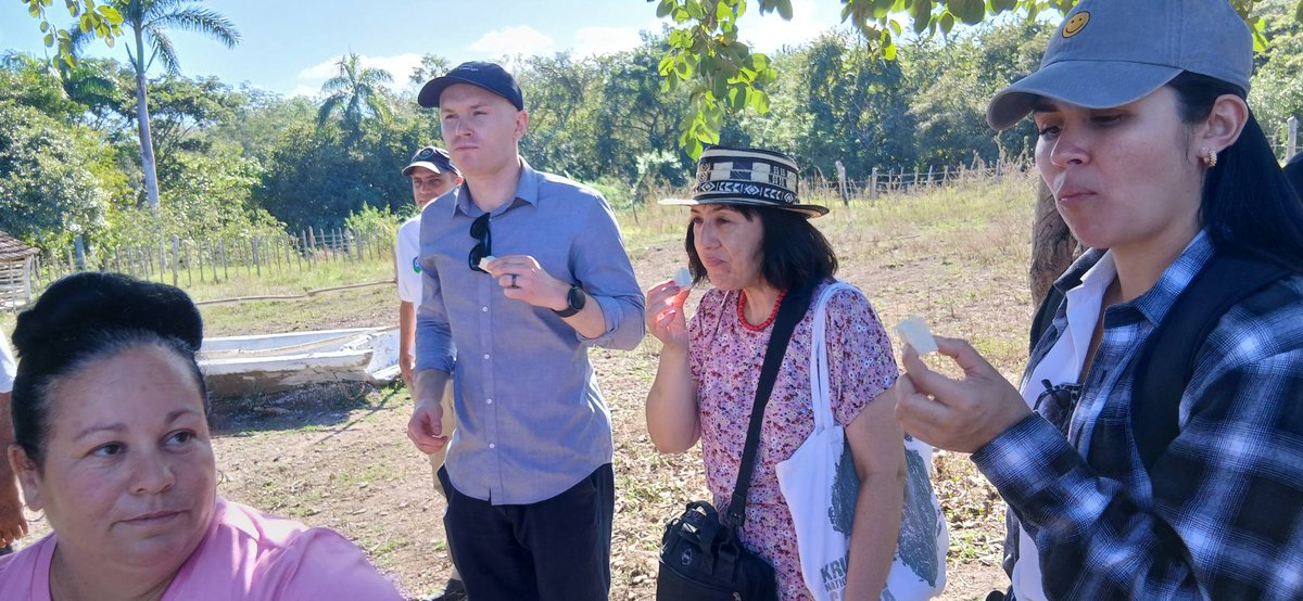 Visita a la finca Cienpinos del productor Yosiel Jauregui en Cumanayagua. Se realiza un intercambio sobre la gestión e impacto del proyecto y una degustación de queso de leche de cabra artesanal. 
#CIENPINOS #Asdi #CATIE #IndioHatuey