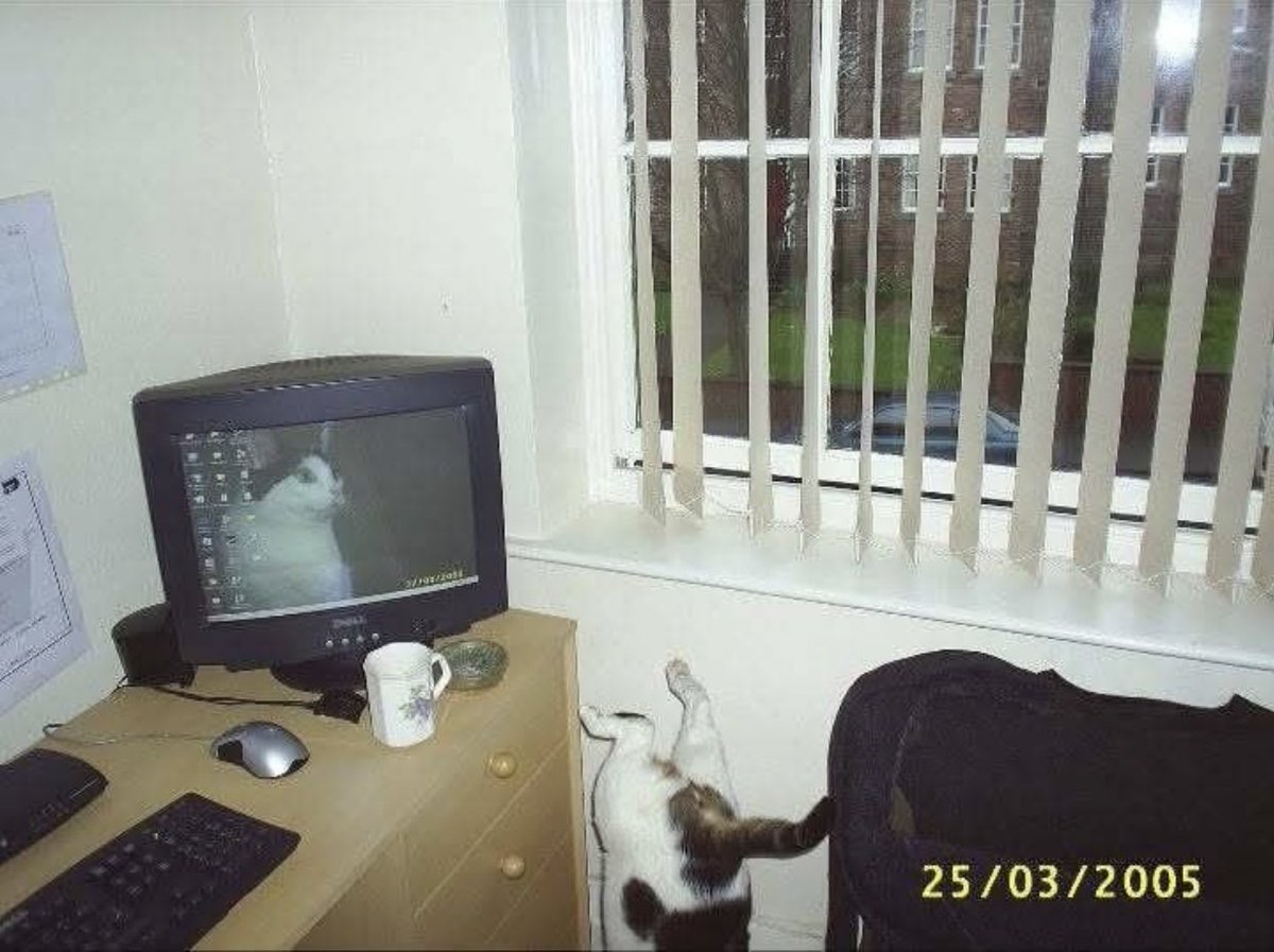 gatinarios's tweet image. ?