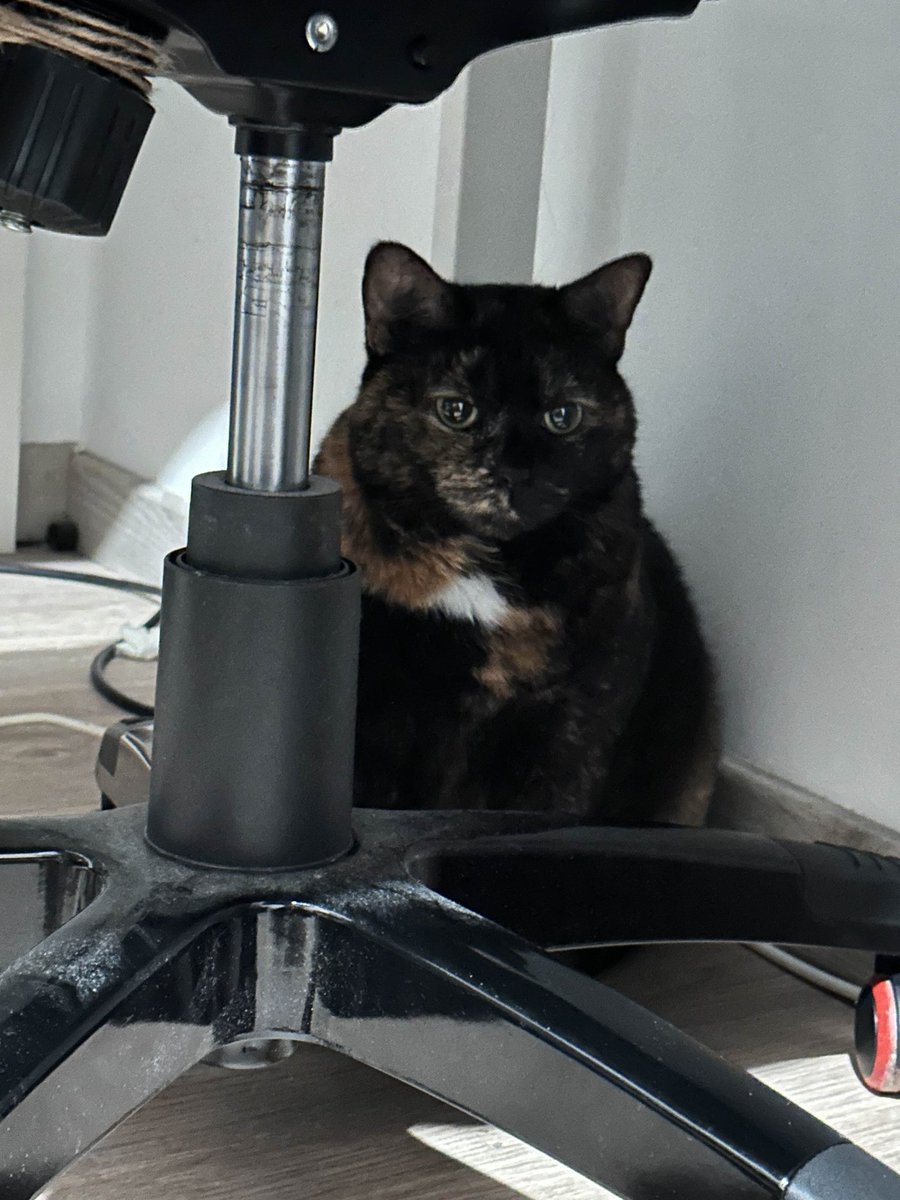 Le Pandaman tweet media