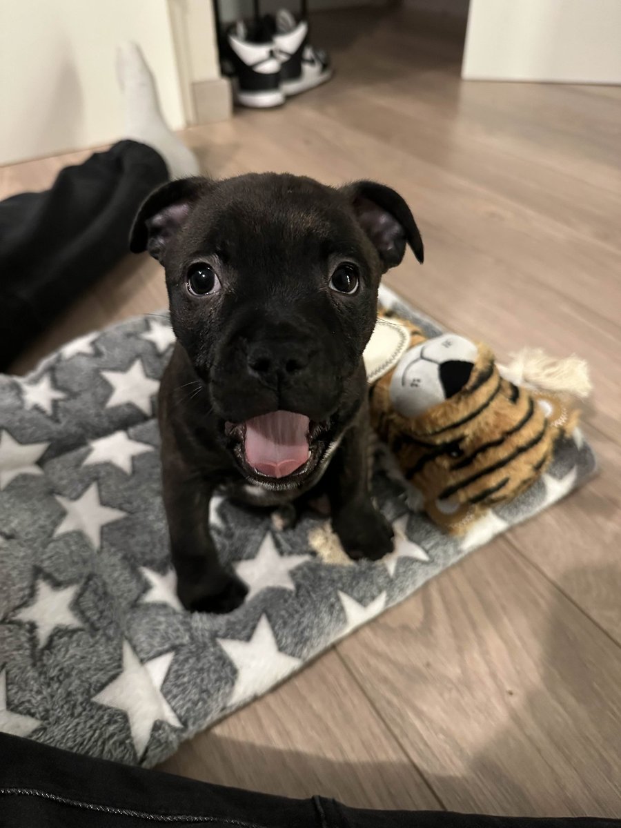 Le Pandaman tweet media