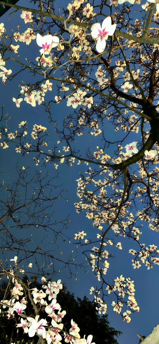 𝖊𝖇𝖗𝖚 (@ben_ebruuuu) on Twitter photo 