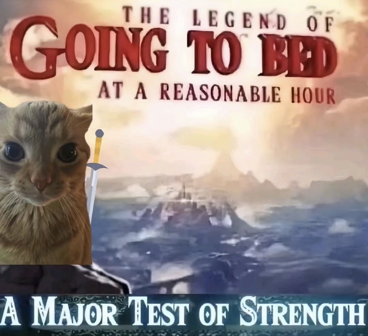 literallymecats's tweet image. 