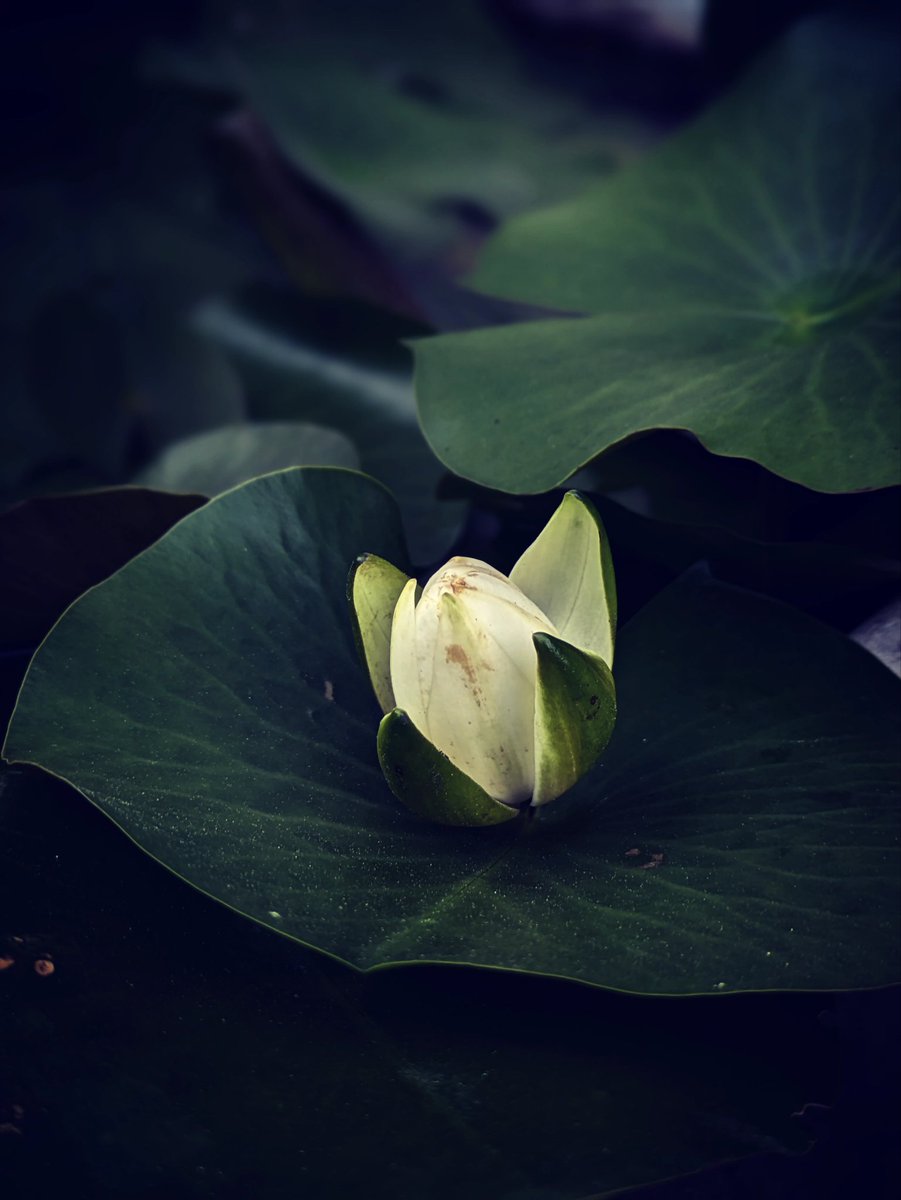 言葉が交わされるたび
そこに世界が生まれては消える

#花テロ