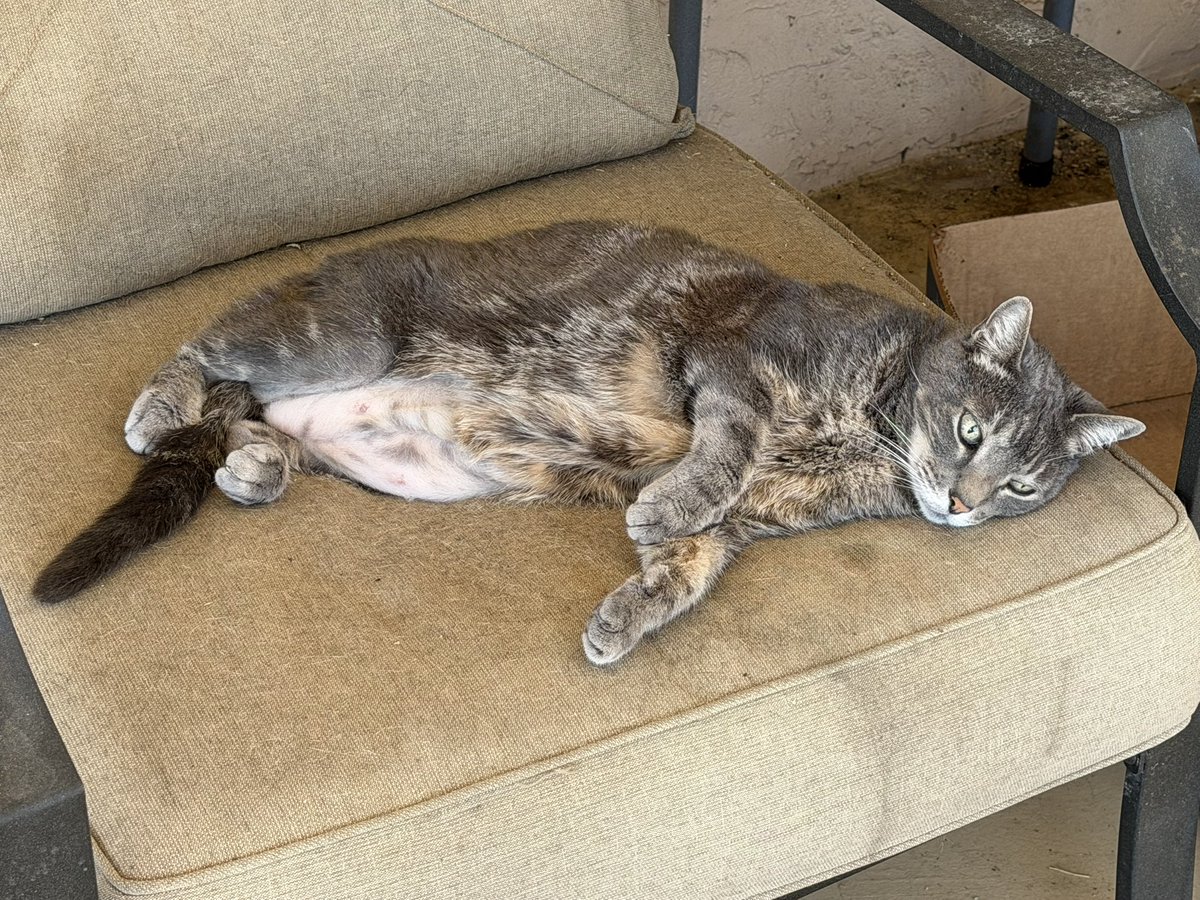SkittlesFriends's tweet photo. Sierra: Hello Everyone, it’s a quiet and peaceful #JellyBellyFriday here on the Catico, as I relax and enjoy myself.
☮️💖😺
#CatsOfTwitter 
#GreyCat
#Purrs4Peace https://t.co/bFP51FaCke