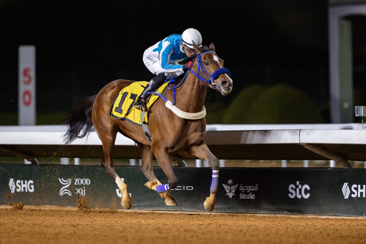 AlSayed Stud | مربط السيد tweet media