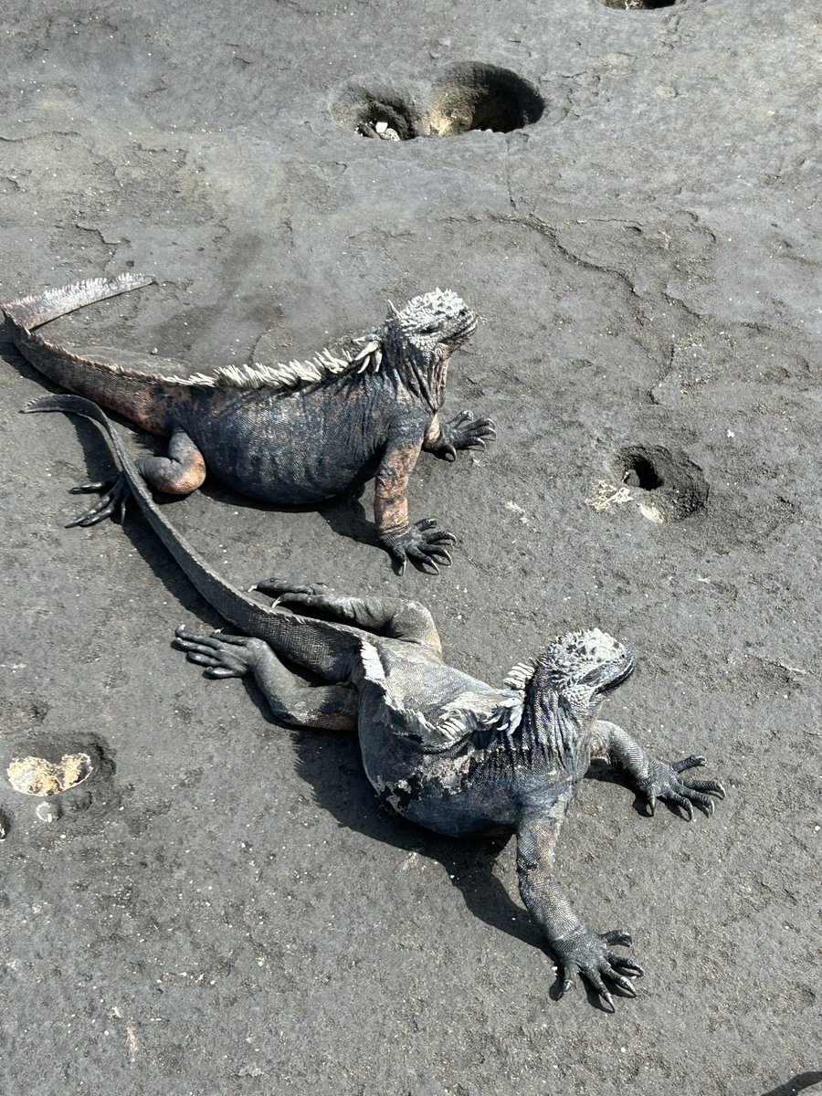 Dian Donnai tweet media