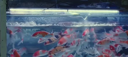 老婆餅🍪 tweet media