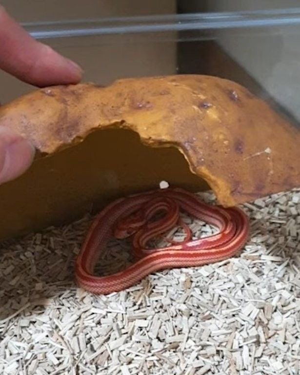 304mwa's tweet photo. I wonder if moas from the last 2 years know that Taehyun had a snake named Aengdu and we made believe everyone he used their couch money to buy the pet snake https://t.co/RilBhydLMq