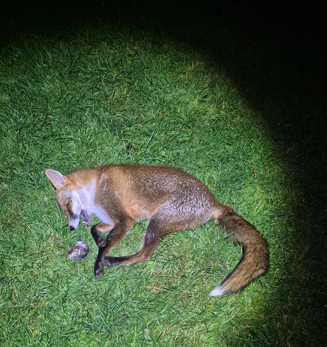 Jim wright tweet media