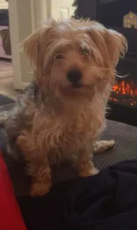 KeithOlbermann's tweet photo. ARLO IS MISSING IN BROOKLYN: last seen at E 52nd St and Winthrop St, he's 15 pounds and chipped: 933000320683592. If you've seen or found him please call 888-466-3242 and PLEASE RT ARLO! https://t.co/bRIAJzKR38