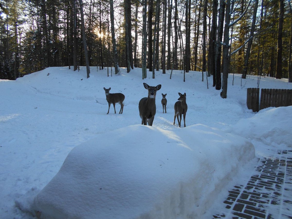 lesser_alice's tweet photo. Feeding time for my deer friends in -12°F. https://t.co/NQF7bCeAJp