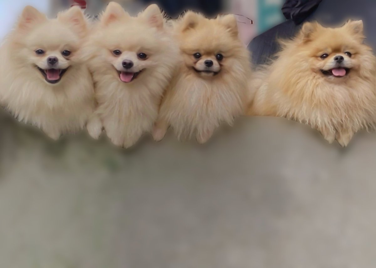 JamesAsCarlo's tweet photo. @CrystalHope1979 Poms are the cutest ❤️ https://t.co/rGfhce8bgJ