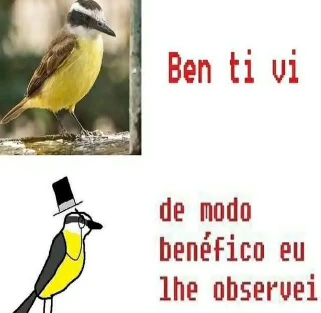 AnaliseDeCalvos's tweet image. 