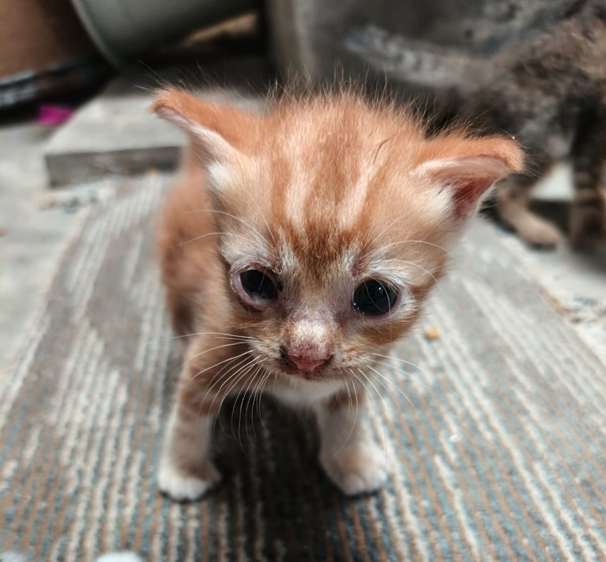 fixonegi's tweet photo. Open Adopsi !!!

Kitten Umur 1 bulan
- Abu putih : Betina
- Orange &amp; Coklat : Jantan
Udah bisa makan dry food &amp; wet food

Dom Surabaya Free aja guys https://t.co/01YypFCL2c
