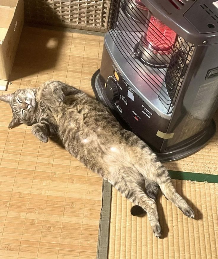 lynda3035's tweet photo. Current situation atm #HeatIsOn ♨️🐈 https://t.co/Fp52Szpnuf