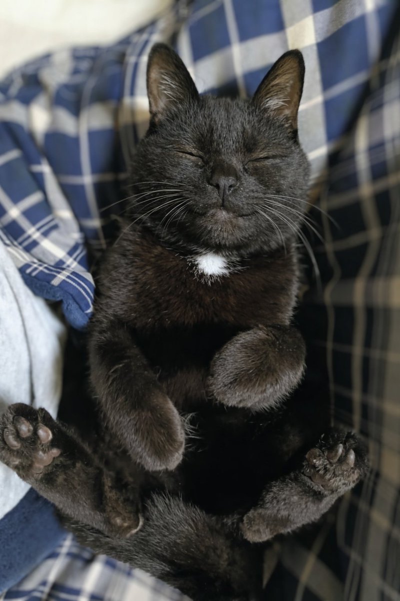 Min_starfield's tweet image. 猫をダメにするアグラ

#猫のいる暮らし
#黒猫 #土アップ祭