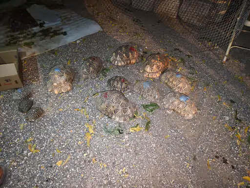 Devbhumi Dwarka police rescue 12 Indian star tortoises; one nabbed