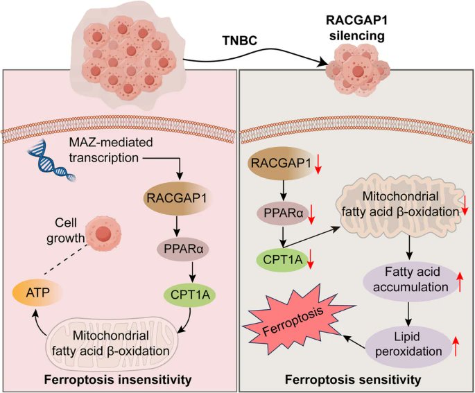 Journal of Experimental & Clinical Cancer Research tweet media