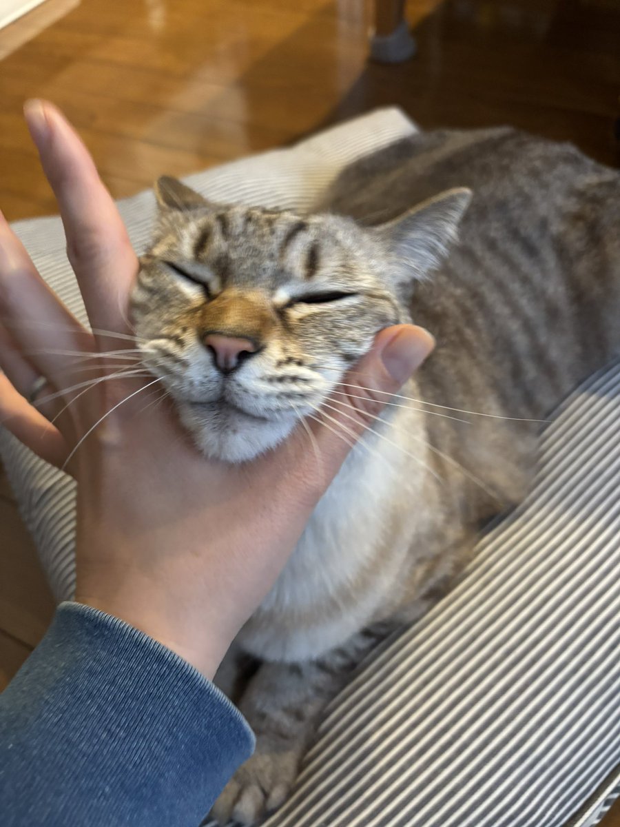 としこ（乳がんHER2） (@toshikos15) / Posts / X