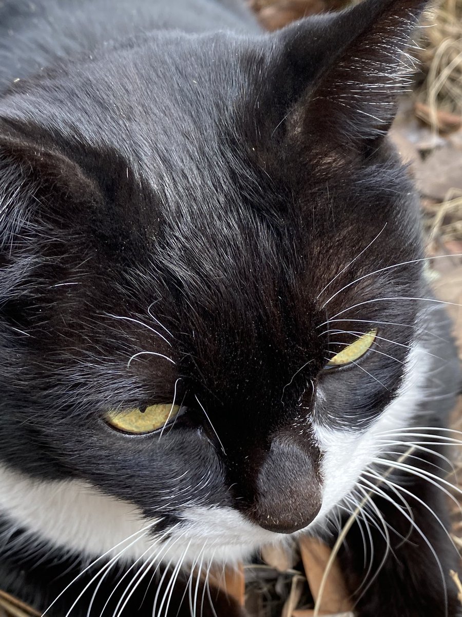 にゃん太郎 にゃん太郎 (@nyannyan__taro) / Posts / X