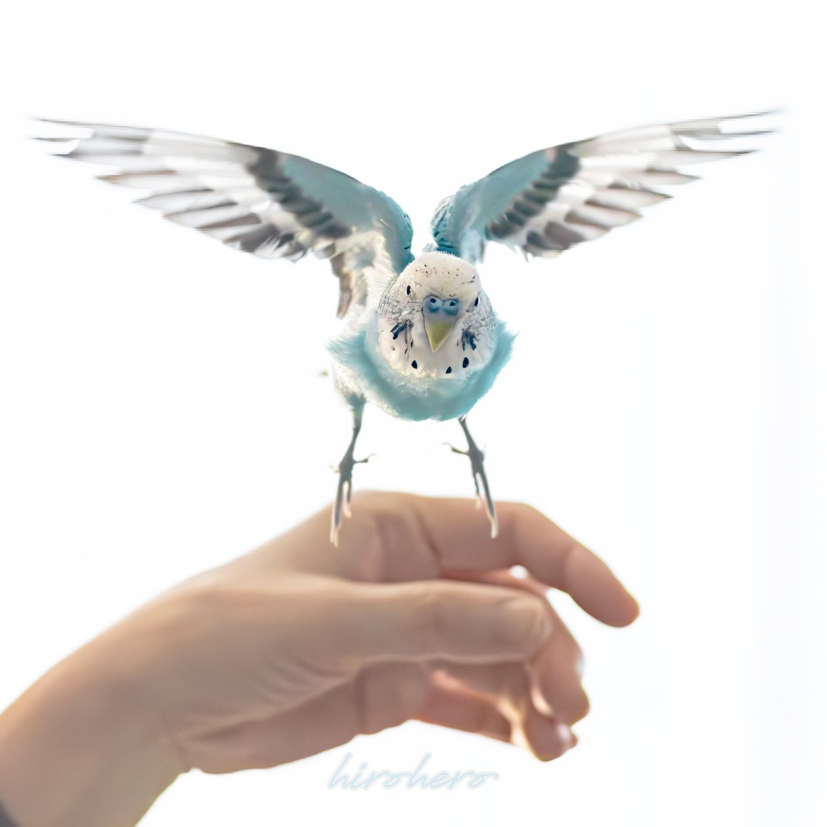 在りし日のピースさん。(撮影:2024.12.21)

「褒めて伸ばす」
自分の子育てではほぼほぼ出来なかったと思っていますが、ピースさんとの関わりの中では「褒めて伸ばす」とはこういう事かと身をもって体験しました。