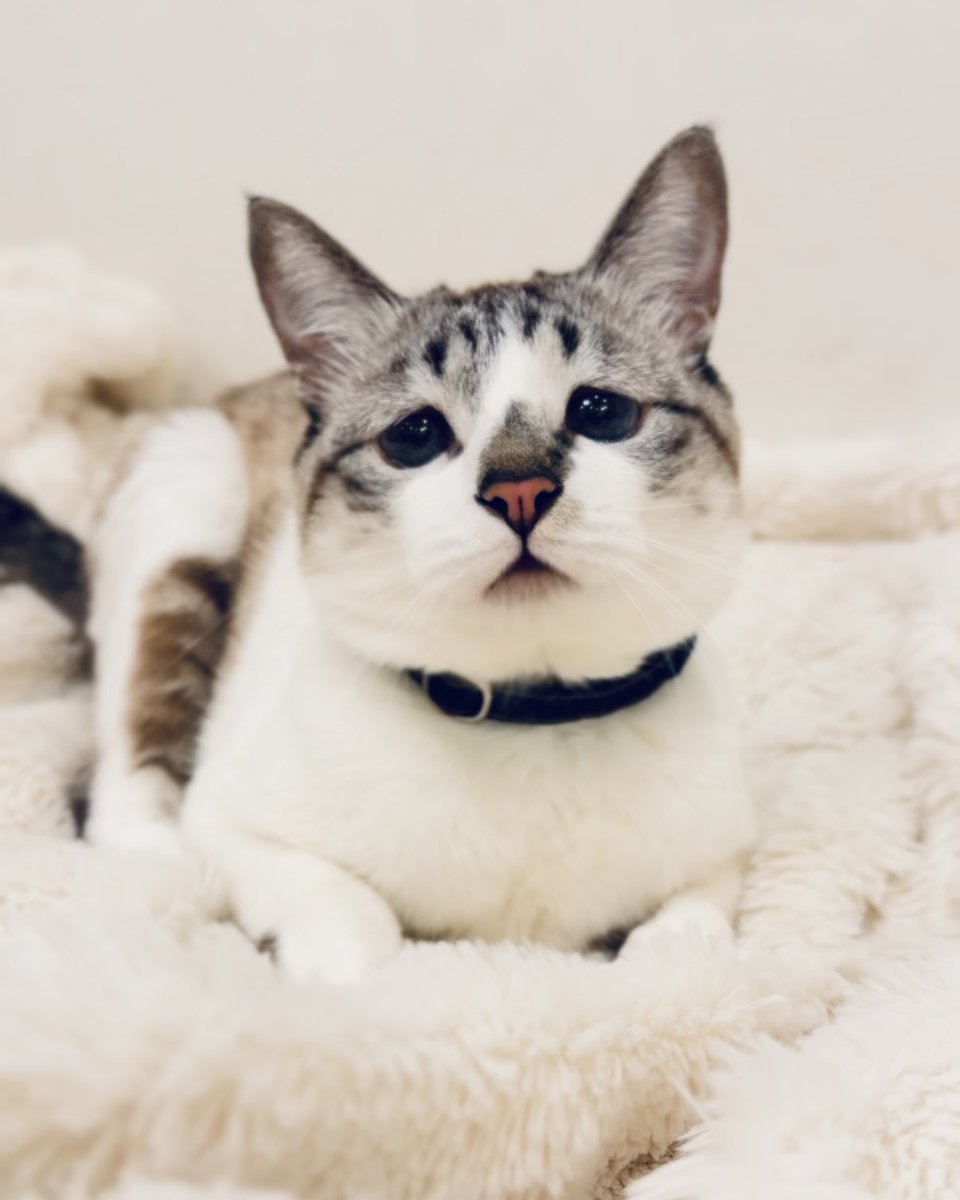 ぴえん猫ミント (@piennekomint) / Highlights / X