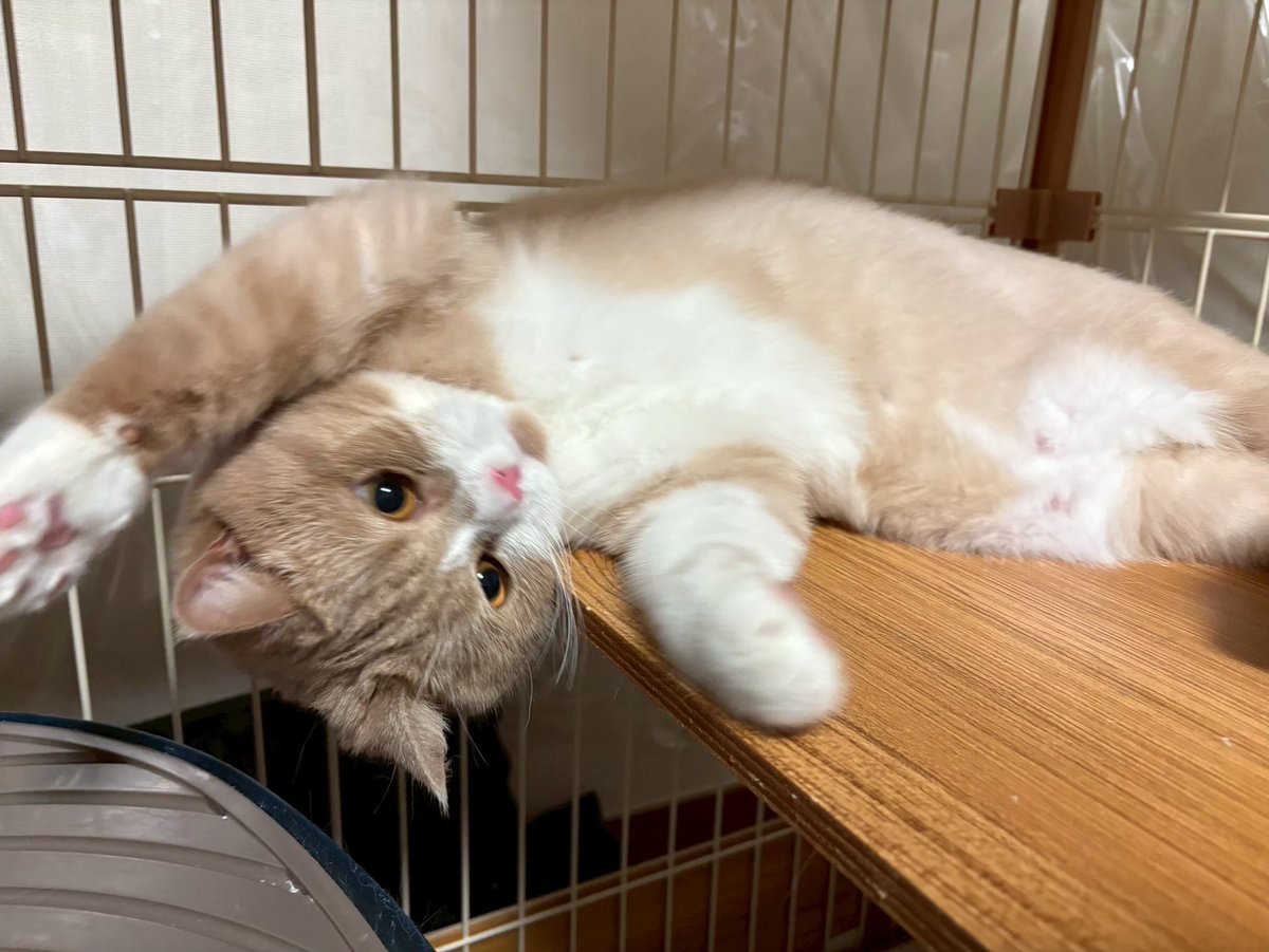 Kinapen_0's tweet photo. 構っ��ちゃん🐱

#ブリティッシュショートヘア 
#猫好きさんと繫がりたい #猫のいる暮らし https://t.co/wTd71LAJyN