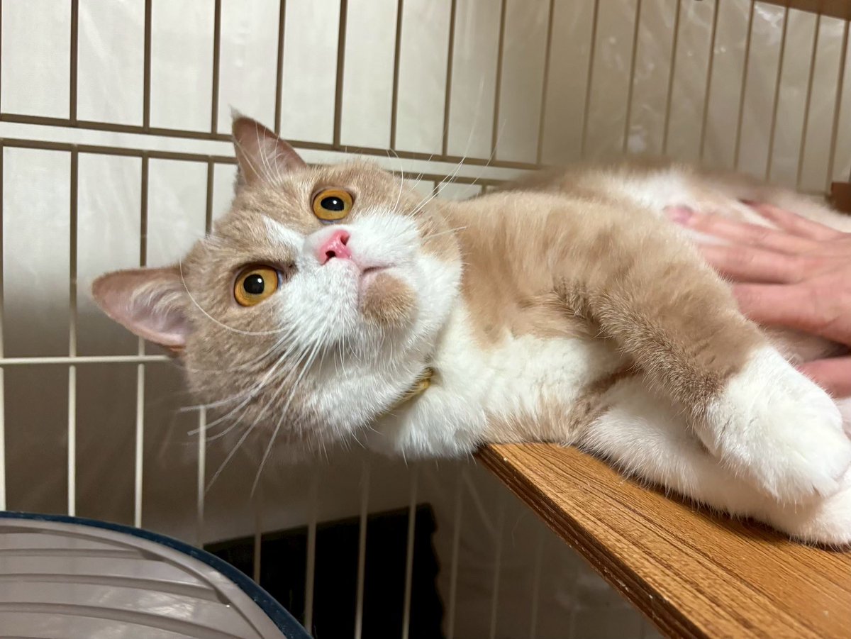 Kinapen_0's tweet photo. 構っ��ちゃん🐱

#ブリティッシュショートヘア 
#猫好きさんと繫がりたい #猫のいる暮らし https://t.co/wTd71LAJyN
