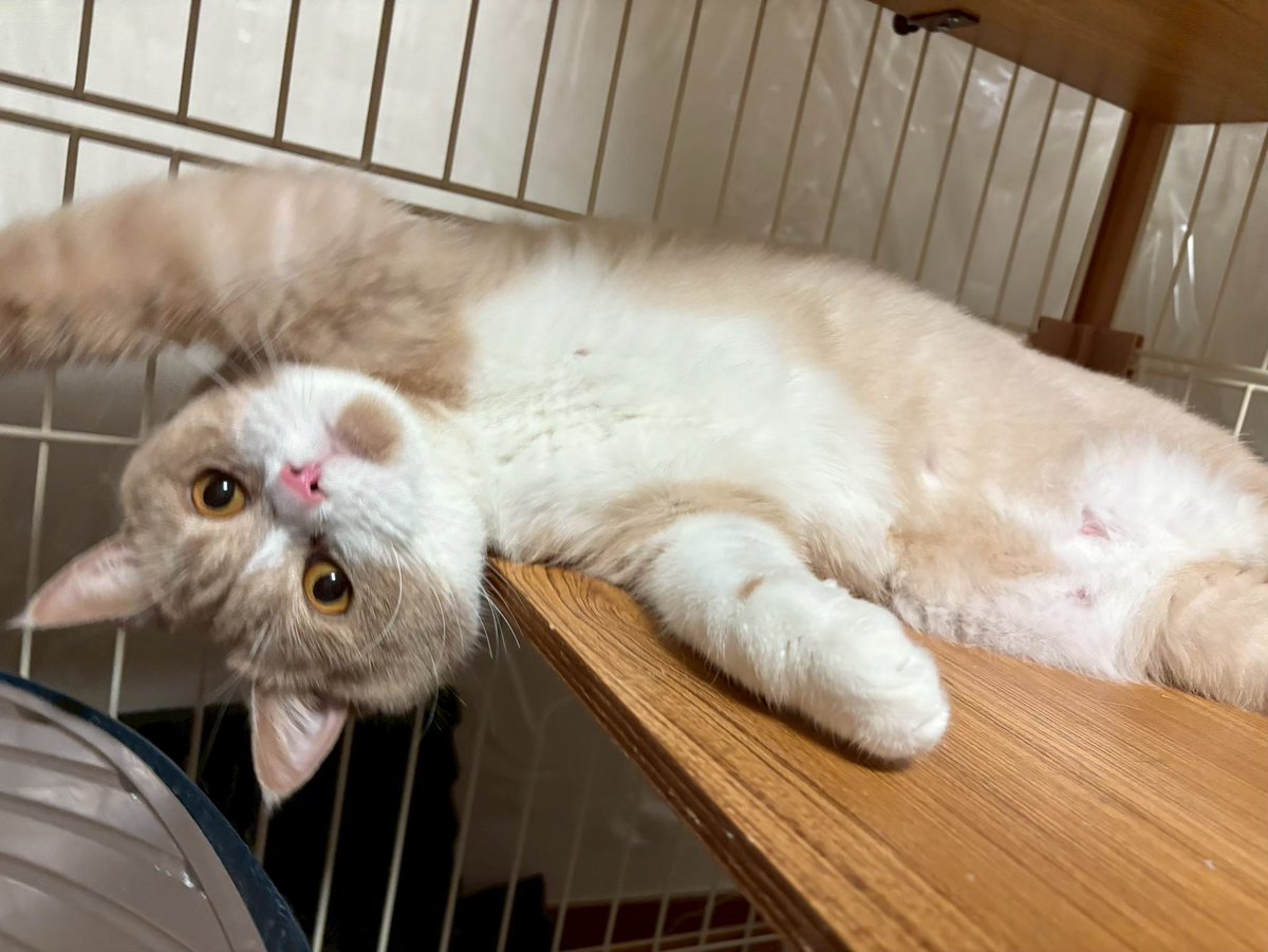Kinapen_0's tweet photo. 構っ��ちゃん🐱

#ブリティッシュショートヘア 
#猫好きさんと繫がりたい #猫のいる暮らし https://t.co/wTd71LAJyN