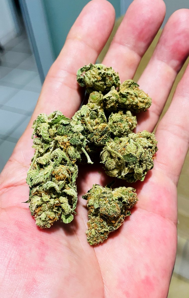 Fernand49034227's tweet image. Clemente 
#indica #thc