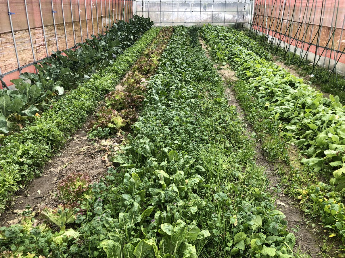 FJcATkTpnNAWGlw's tweet photo. おは菜園（☀️）

みなさま今日もよろしくおねがいします😊
ゆるふぁいゆるふぁい🍅🍠

今日も寒いので体調第一で乗り切りましょうね🥶⛄️

写真は第二ハウスです♪
2月いっぱいまで収穫してトマトにする予定で今のところ順調です🥬 https://t.co/c0COrO3NN7
