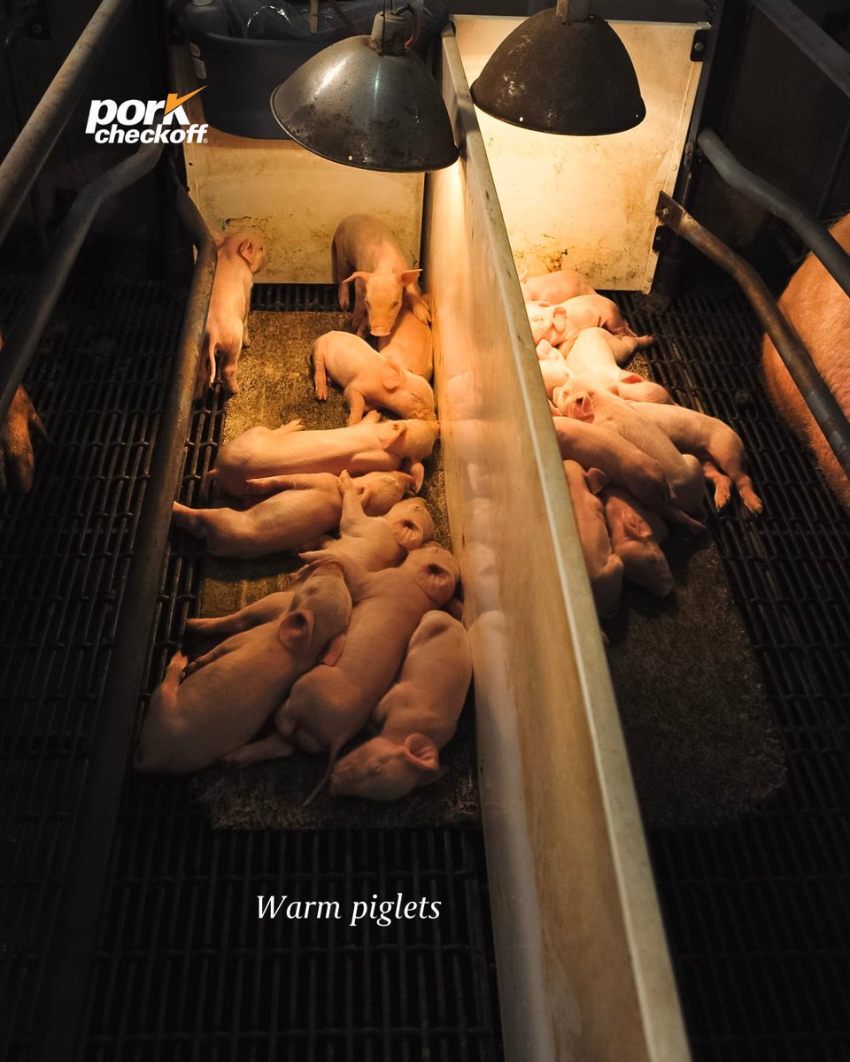 PorkCheckoff tweet media