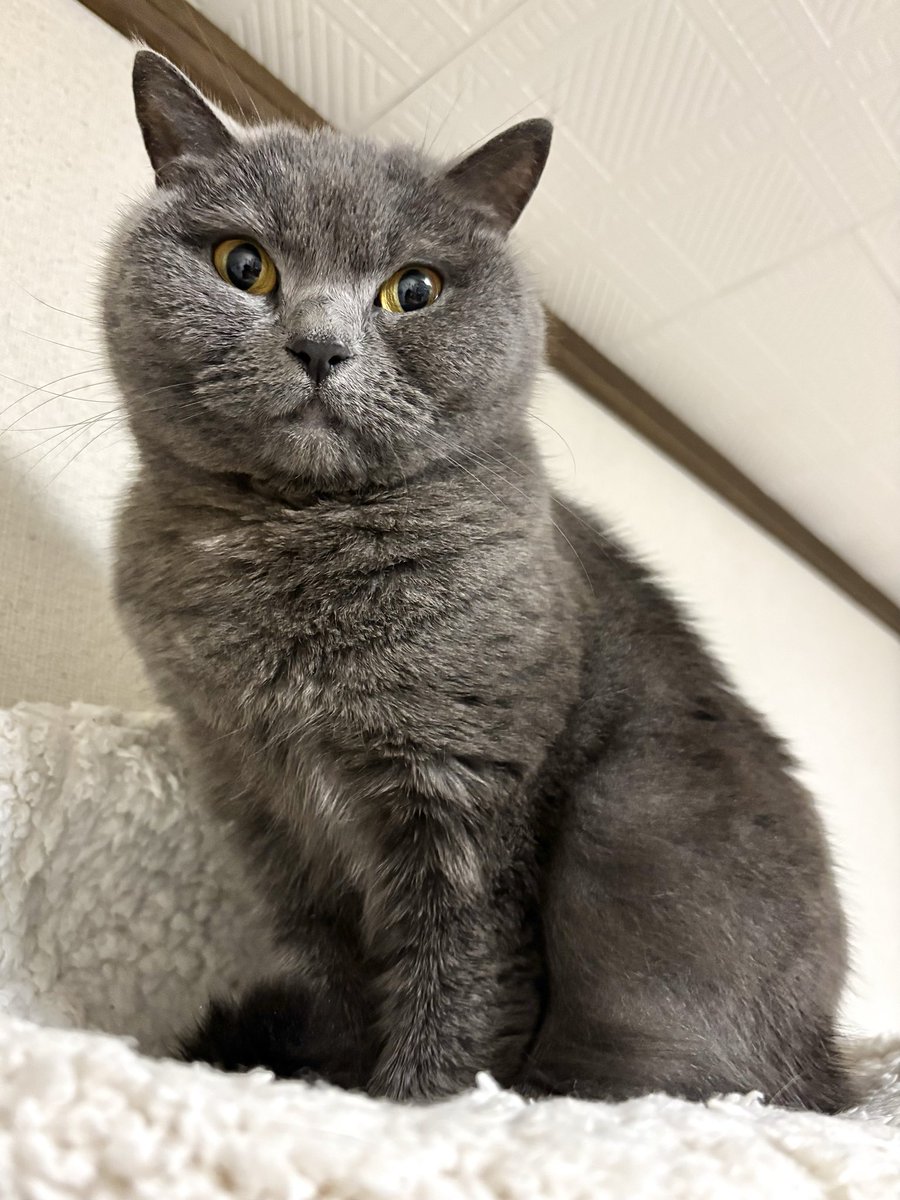 uti_tumu's tweet photo. おはようございます😸
本日1月24日、土曜日です🙌

体が熱くて目が覚めたけど外は一面銀世界☃️
今季初除雪車来るかなぁ…寒波が長いと流石に積もりますね🌨️
それでも例年よりは少なめ、これからどのくらい積もるかな🤔

それでは今日も一日🐈‍⬛✨ https://t.co/qtpt6lWKsQ