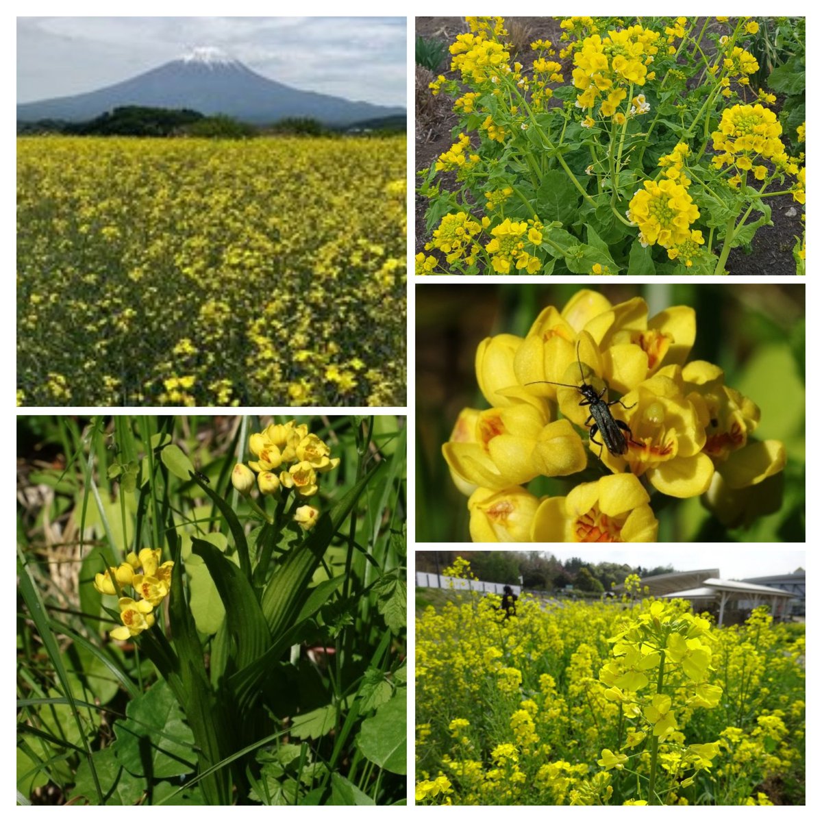 🍒✨のん✨🍒のんちゃん❤︎ポスト📮見てね🍀 (@auUuF4SrC9SuGMY