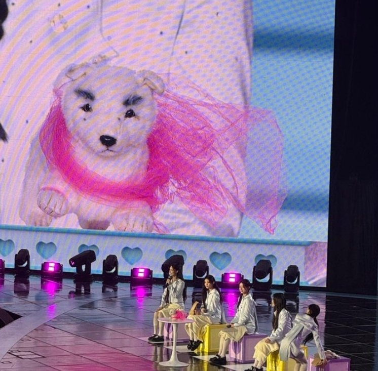 suzyunah's tweet image. eu amo lembrar que o sunghoon tem guarda compartilhada desse cachorro com a minju, entao as meninas do illit vivem pegando ele e colocando uma saia