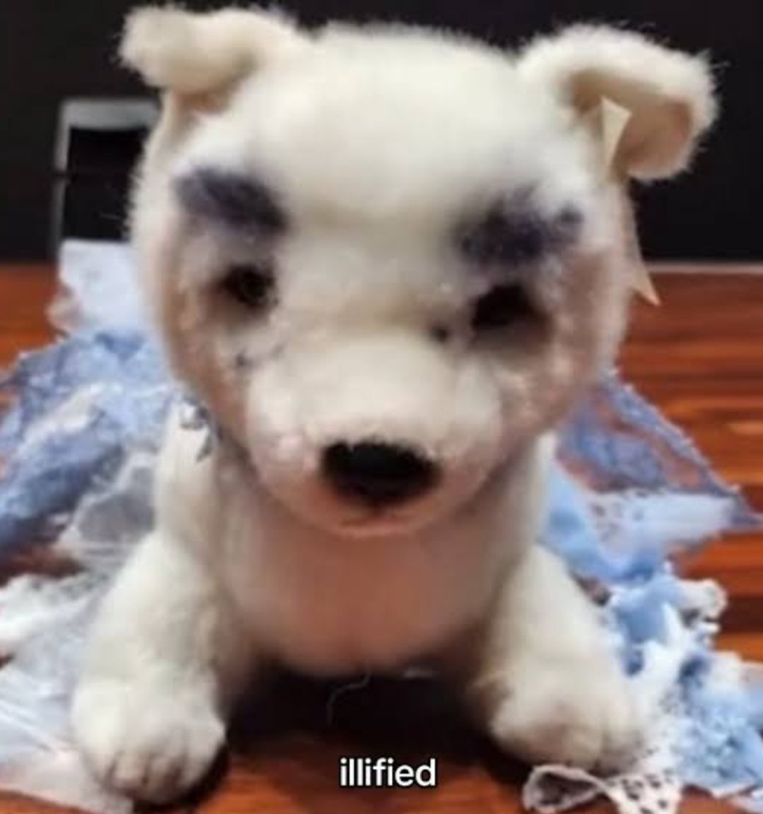 suzyunah's tweet image. eu amo lembrar que o sunghoon tem guarda compartilhada desse cachorro com a minju, entao as meninas do illit vivem pegando ele e colocando uma saia