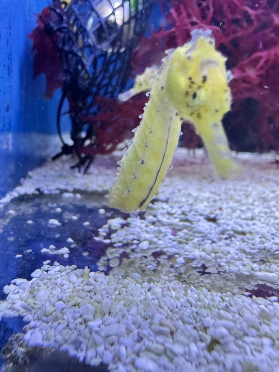 martinweb42's tweet photo. Which do I buy?! … axolotl would need its own tank did you know they can regenerate their bits if paired they will breed like rabbits …. Maybe pair it with the seahorse … and wildcards .. yes I love salt water tanks https://t.co/uQZxgBTvEv