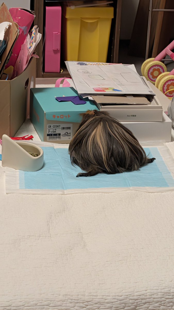 気まぐれちゃ tweet media