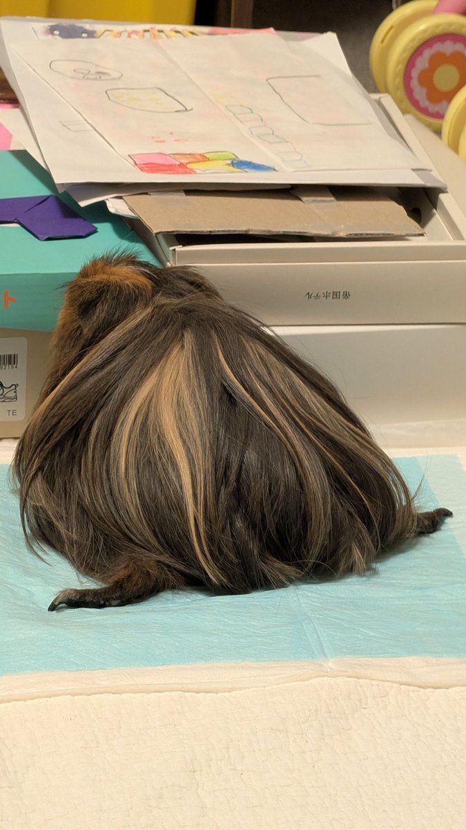 気まぐれちゃ tweet media