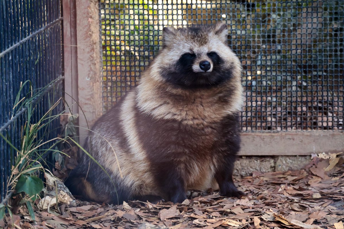 もっふもふ　大五郎。
#ホンドタヌキ　#のんほいパーク
#大五郎