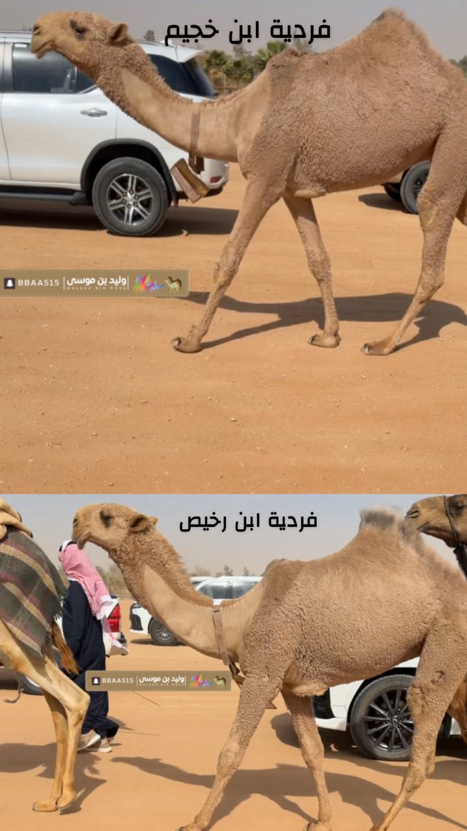 توقعاتكم !!