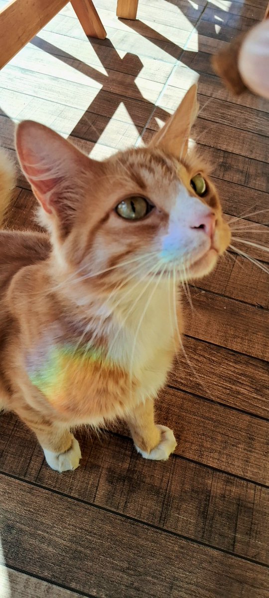 Cap14Alonso's tweet image. Eu amo esse gato